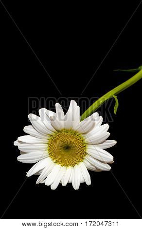 Leucanthemum Vulgare, The Ox-eye Daisy Or Oxeye Daisy (syn. Chrysanthemum Leucanthemum), Close Up, I