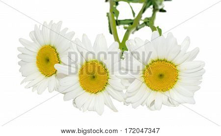 Leucanthemum Vulgare, The Ox-eye Daisy Or Oxeye Daisy (syn. Chrysanthemum Leucanthemum), Close Up, I