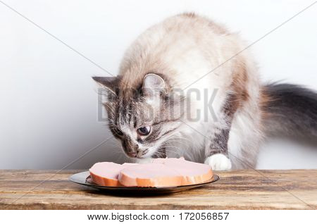 young cat near the a plate with sausage