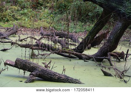 Bough in pond, abandoned place, swamp, tree