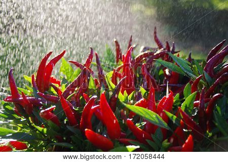 Red fresh paprika in the rain in sunny day