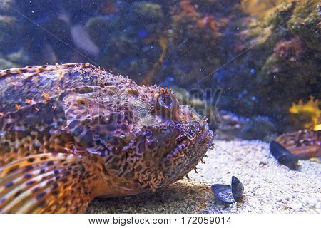 Fish scorpion fish underwater close up view