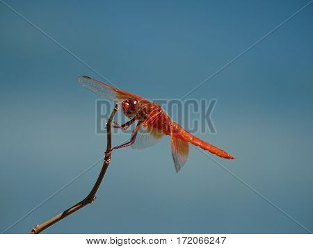 bright orange dragonfly perched on a slim plant stem against a pale blue background