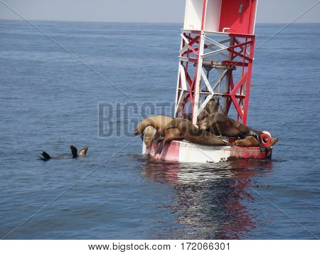 sea lions resting on an ocean buoy