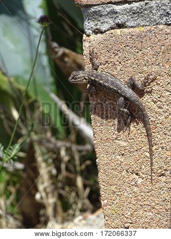 lizard sunning itself on a brick wall