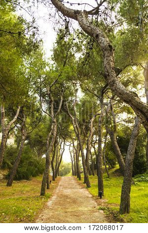 Italy, Grottammare, the pinewood trees near the beach