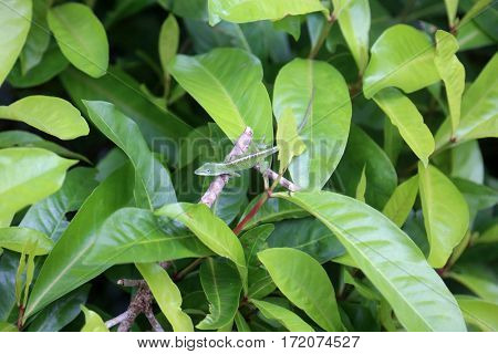 Carolina anole Lizard aka Anolis carolinensis. Beautiful Green Alonlis Chameleon looks for bugs to eat on his favorite plant.