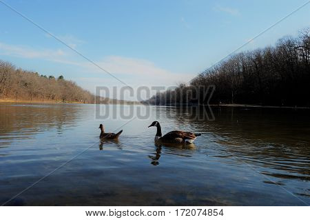 Goose and Duck swimming at Lake Atalanta in Rogers, Arkansas