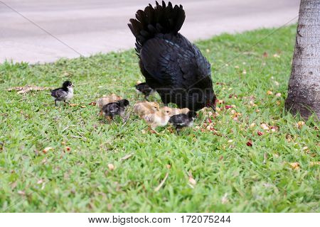 Orpington Hen with chicks. Orpington is a breed of chicken named after the town of Orpington, Kent, in south-east England. 

