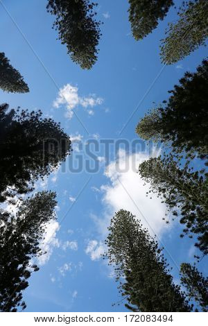 Norfolk Pine aka Araucaria Heterophlla. Star Pine or Triangle Tree and Living Christmas Tree on the island of Lani in Hawaii. 
