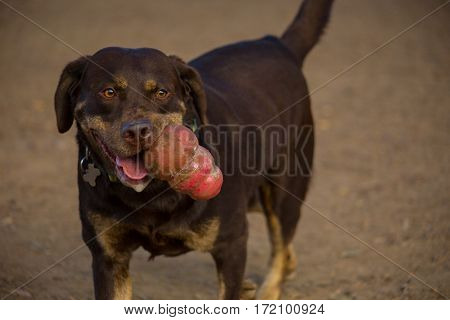 Mixed breed dog carrying red toy, saliva, slober