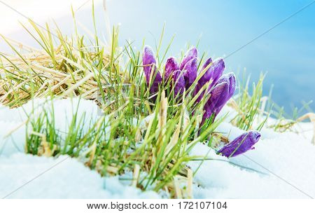 Spring crocuses in melting snow. Carpathian, Ukraine Europe