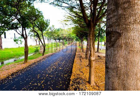 Asphalt running and bicycle lane in city park autumn season front focus blurred background