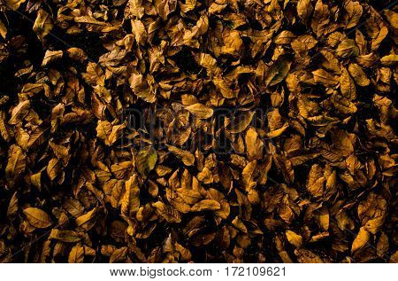 Dry brown leaves on ground in dark tone effect.