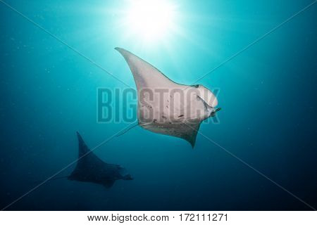 Beautiful big manta rays floating in deep blue ocean, Indian ocean, Maldives