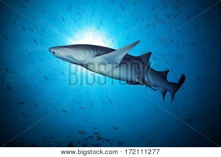 Big sharks floating in deep water blue with sunrays and flock of small fish around