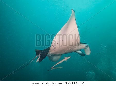 Beautiful big manta ray floating in deep blue ocean, Indian ocean, Maldives