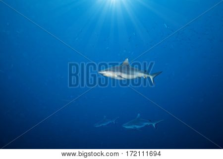 Whitetip sharks floating in deep water blue with sunrays