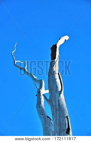 A dead eucalyptus tree in the wild