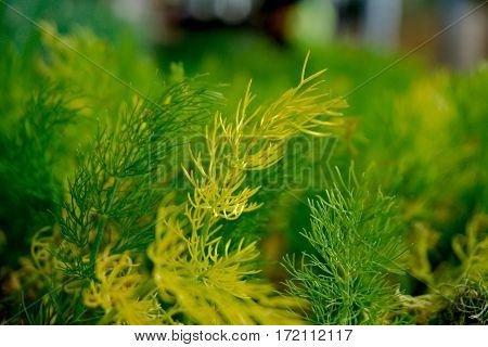 Close-up capture of growing fennels with details - Horizontal