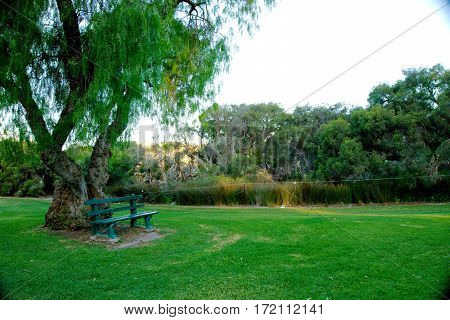 Green bench under a tree in a park