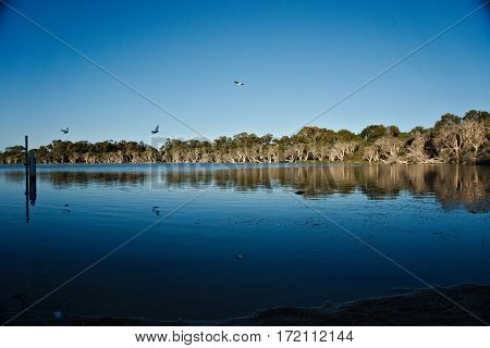 Reflective lake view with gull flying across