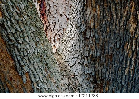 The tactile of a tree as a background
