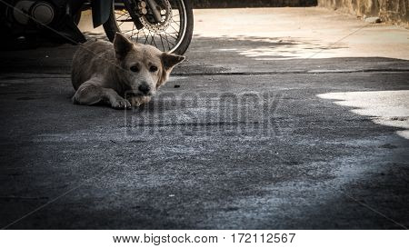 Homeless dog are staring suspiciously at the camera.