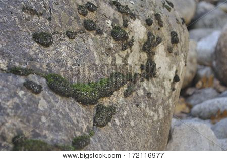 2016 Yosemite, California: Close up view of rocks with patches of moss