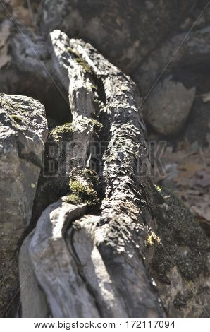 2016 Yosemite, California: Close up view of a tree branch and rock