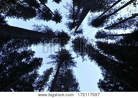 2017 Yosemite, California: Rorschach style silhouette image of a forest grove from the ground up