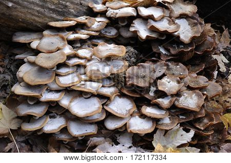 2017 Yosemite, California: Close up view of a fallen tree with a colony of mushrooms