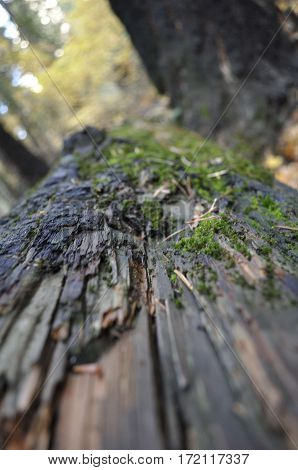 2016 Yosemite, California: Close up view of a fallen tree with patches of moss