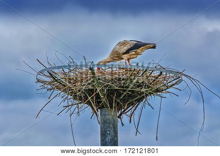 Two storks on the nest at the nest building