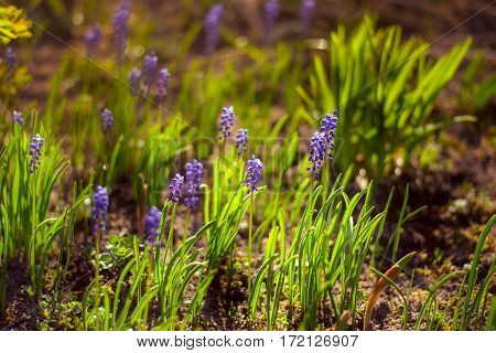 Spring flowers. Blue muscari in the sunset light.
