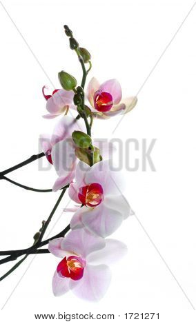 Smukke Phalaenopsis (møl Orchid)