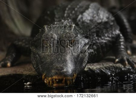 Danger wild animal. Crocodile cayman aligator. Face predatore before river.