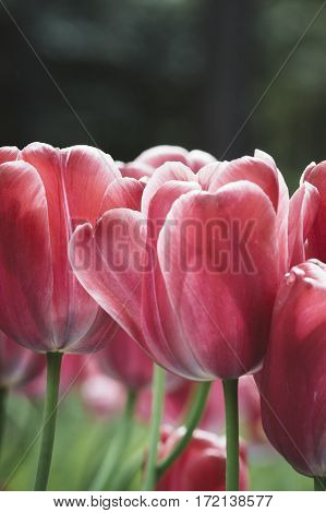 Spring petal pink tulip in the garden