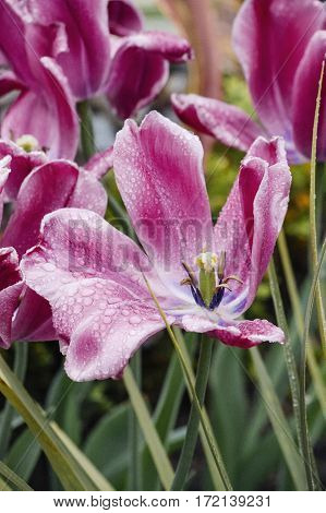 dew splashes on the petals of pink tulip