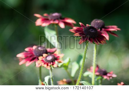 Red gerbera flower blossomed in the garden under the sun