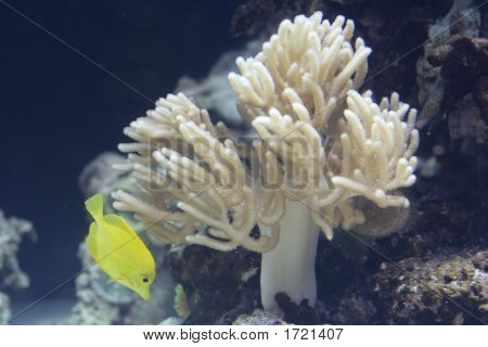 Sarı Surgeonfish