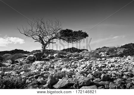View of the natural landscape on Donoussa island.