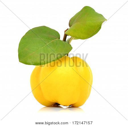 Ripe quinces isolated on white background with leaves