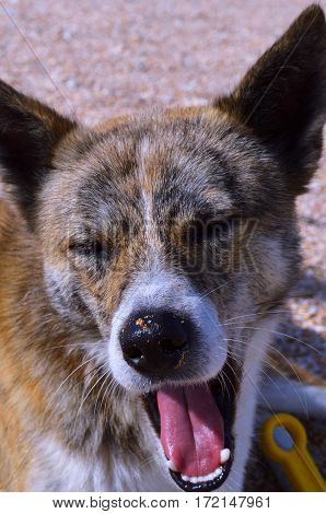 Stray Dog in the sand on the seashore.