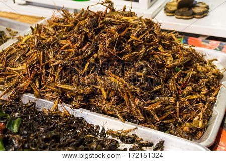 Fried Of Many Warm Insect Alternative Protein Nutrition