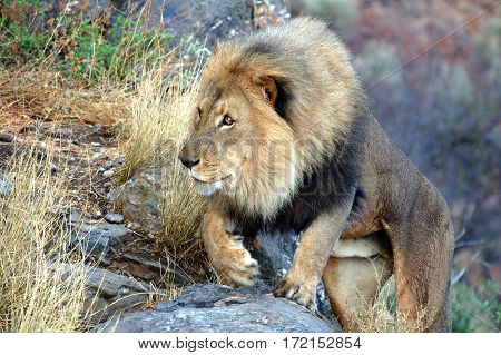 Big lion in the amazing savannah of Namibia