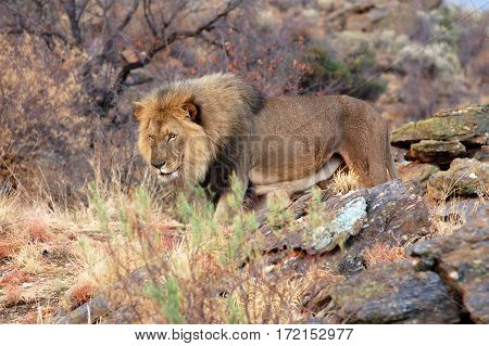Big lion in the amazing savannah of Namibia