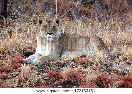 Big lion in the amazing savannah of Namibia