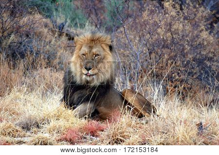 Big lion in the amazing savannah of Namibia