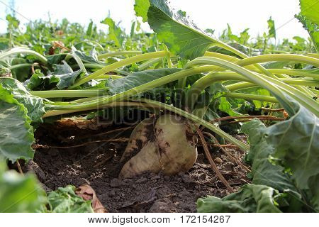 this are Fodder beet on the field